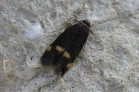 Borkhausenia minutella