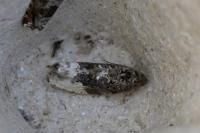 Hedya nubiferana