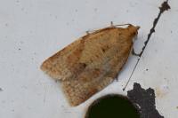 Clepsis consimilana