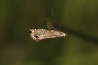 Glyphipterix thrasonella