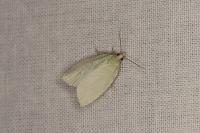 Tortrix viridana