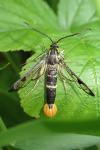 Synanthedon scoliaeformis