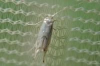 Phyllonorycter harrisella