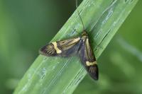 Nemophora degeerella