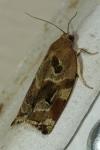 Archips xylosteana