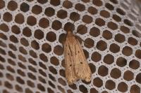 Acompsia