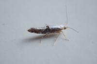 Argyresthia spinosella