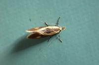 Harpella forficella