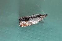 Ancylis achatana