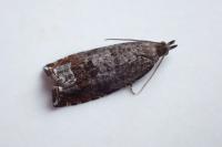 Ancylis achatana