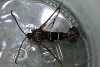 Synanthedon tipuliformis