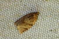 Adoxophyes orana