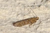 Scrobipalpa
