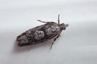 Zeiraphera isertana