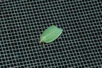 Tortrix viridana