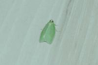 Tortrix viridana