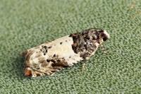 Gypsonoma sociana