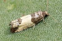Spilonota ocellana