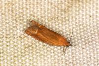 Lathronympha strigana