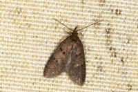 Luquetia lobella