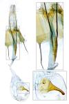 Coleophora lithargyrinella