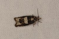 Epinotia demarniana