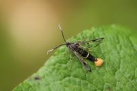 Synanthedon scoliaeformis
