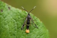 Synanthedon scoliaeformis