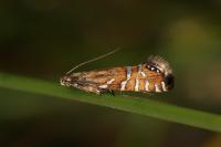 Glyphipterix thrasonella