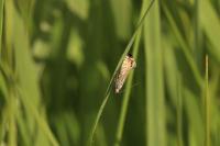 Glyphipterix thrasonella