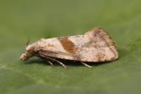 Cochylidia implicitana