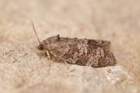 Cnephasia ecullyana