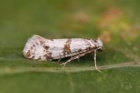 Scythropia crataegella