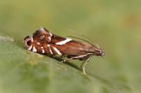 Glyphipterix equitella