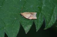 Clepsis consimilana
