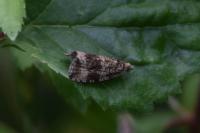 Celypha lacunana