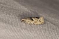 Epinotia bilunana