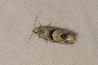 Epinotia bilunana