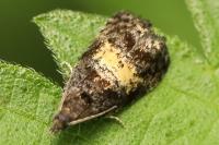 Endothenia nigricostana