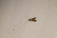 Nemophora degeerella