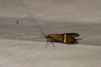Nemophora degeerella