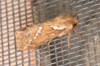 Korscheltellus lupulinus