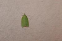 Tortrix viridana