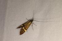 Nemophora degeerella