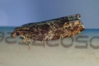 Ancylis achatana