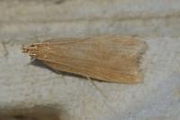 Helcystogramma rufescens