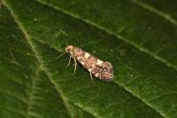 Lampronia corticella