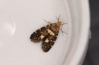 Lampronia corticella