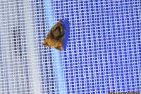Archips podana