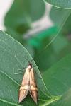 Nemophora degeerella